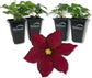 Clematis Rosemoor - Live Starter Plants in 2 Inch Growers Pots - Starter Plants Ready for The Garden - Rare Clematis for Collectors