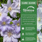 Clematis Blue Angel - Live Starter Plant in a 2 Inch Growers Pot - Starter Plants Ready for The Garden - Rare Clematis for Collectors