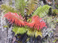 Hawaiian Sunshine Fern - Live Plant in a 6 Inch Grower&