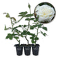 Prosperity Rose Bush - Live Starter Plants in 2 Inch Growers Pots - Beautifully Fragrant Hybrid Tea Rose - A Versatile Beauty with Large Blooms