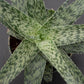 White Fox Aloe - 1 Live Plant in a 4 Inch Pot - Aloe Leuconeura - Compact Textured Easy Care Succulent