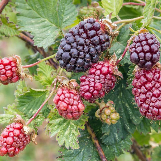 Boysenberry Bush - Single - 4 Inch Pot - Rubus Hybrid
