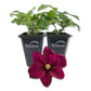 Clematis Warsaw - Live Starter Plants in 2 Inch Growers Pots - Starter Plants Ready for The Garden - Beautiful Red Purple Flowering Vine