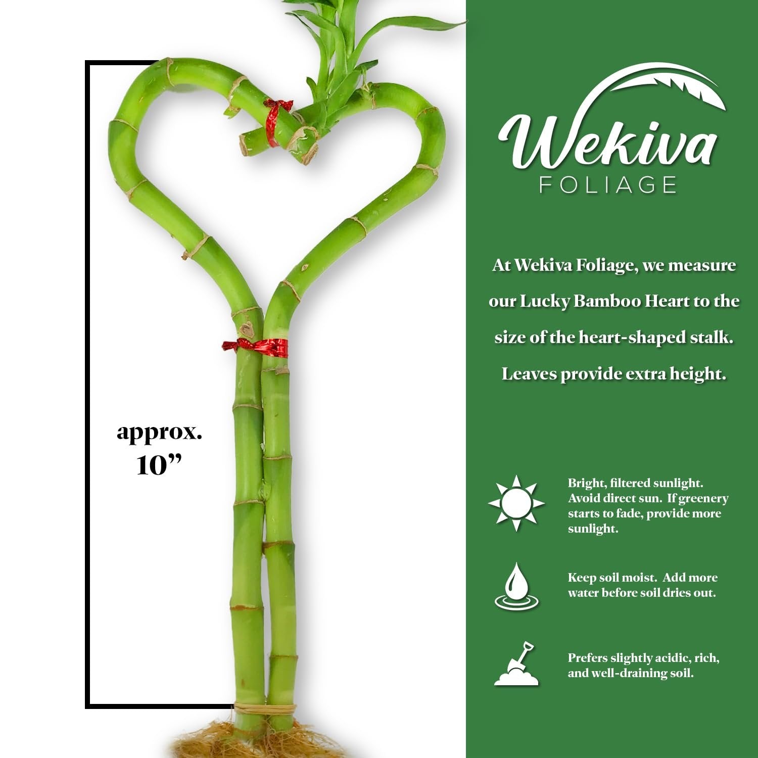 lucky bamboo heart Wekiva Foliage Lucky Indoor Bamboo Heart-Live Plant-Ships Bare Root-10 in. Tall Heart Shaped Stalk-Feng-Shui Houseplants