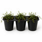 Creeping Wire Vine - Live Starter Plants - Muehlenbeckia Axillaris