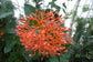 Medinilla Plant - 1 Live Starter Plant - Florist Quality Beautiful Easy Care Indoor Outdoor Tree