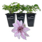 Clematis Ithemba - Live Starter Plants - Delicate Beautiful Classic Elegant Lavender Flowering Vine