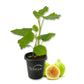 Fig Tree - 1 Live Starter Plant - Ficus Carica - Edible Fruit Tree for The Patio and Garden