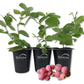 Blueberry Plant - 3 Live Starter Plants - Vaccinium - Edible Fruit Bearing Bush for The Patio and Garden