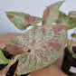 Syngonium Milk Confetti - Live Plant in a 4 Inch Pot - Syngonium Podophyllum &