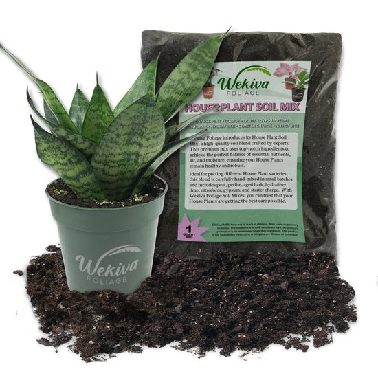 Green Snake Plant & Houseplant Soil Combo - Live Plant in a 4 Inch Pot with 1 Quart House Plant Soil Mix - Sansevieria Trifasciata &