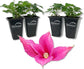 Clematis Princess Diana - Live Starter Plants in 2 Inch Growers Pots - Starter Plants Ready for The Garden - Rare Clematis for Collectors