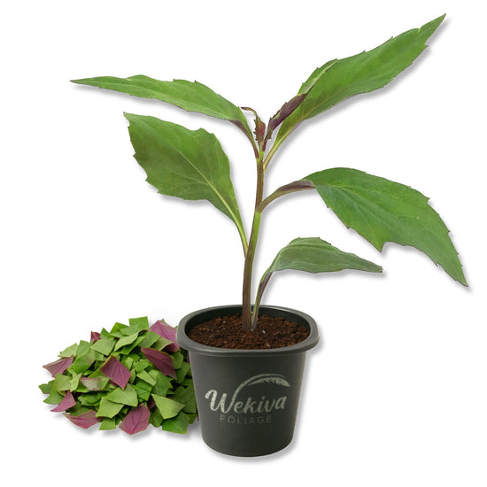 Okinawa Spinach - Live Starter Plants - Gynura Crepioides - Grow Your Own Vegetables and Fruit in The Garden or Patio