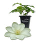 Clematis Guernsey Cream - Live Starter Plants in 2 Inch Growers Pots - Starter Plants Ready for The Garden - Rare Clematis for Collectors