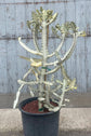 White Ghost Cactus - 1 Live Plant in a 4 Inch Pot - Euphorbia Lactea &