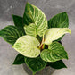 Birkin Philodendron - White Measure - Live Starter Plants in 2 Inch Pots - Philodendron Hybrid - Rare and Beautiful Indoor Houseplant Tropical Masterpiece