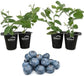 Blueberry Plant - 4 Live Starter Plants - Vaccinium - Edible Fruit Bearing Tree for The Patio and Garden