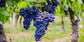 Grape Vine Plant - Live Plant in a 4 Inch Growers Pot - Variety is Grower&