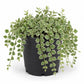 Million Hearts Plant - Single - 4 Inch Pot - Dischidia Ruscifolia