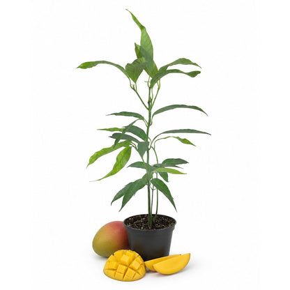 Mango Tree - Live Fruit Tree in a 4 Inch Pot - Mangifera Indica - Tropical Edible Fruit Bearing Tree