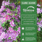 Clematis Dr. Rupple - Live Starter Plants in 2 Inch Growers Pots - Clematis &