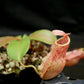 White Collared Carnivorous Pitcher Plant - Live Starter Plants - Nepenthes Albomarginata - Beautiful Bold Trailing Houseplant
