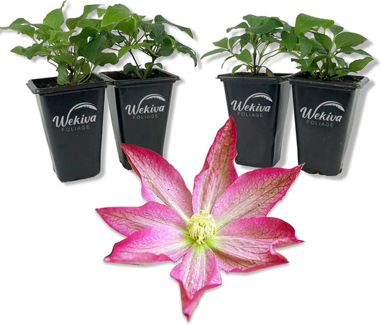 Clematis Asao - Live Starter Plants in 2 Inch Growers Pots - Starter Plants Ready for The Garden - Bold and Beautiful Flowering Vine
