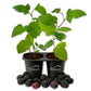 Blackberry Plant - 2 Live Starter Plants - Rubus - Edible Fruit Bearing Bush for Patio and Garden