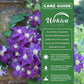 Clematis Jackmanii - Live Starter Plants in 2 Inch Growers Pots - Starter Plants Ready for The Garden - Beautiful Violet Purple Flowering Vine