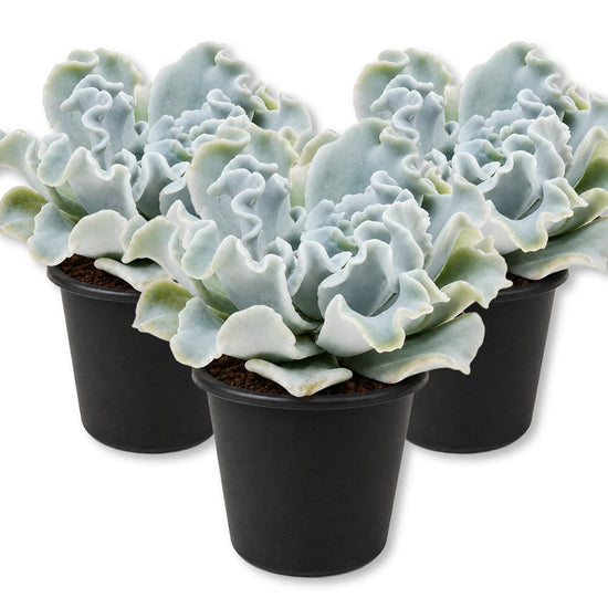Echeveria Crispate Beauty - Live Starter Plants - Echeveria Lilacina