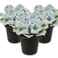 Echeveria Crispate Beauty - Live Starter Plants - Echeveria Lilacina