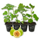 Fig Tree - 4 Live Starter Plants - Ficus Carica - Edible Fruit Tree for The Patio and Garden