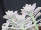 Ghost Plant - Live Starter Plants in 2 Inch Growers Pots - Graptopetalum Paraguyense - Rare and Beautiful Silvery Easy Care Succulent