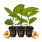 Passion Fruit Plant - 3 Live Starter Plants - Edible Fruit Bearing Vine for The Patio and Garden