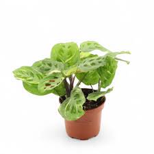 Variegated Beauty Kim Maranta - 1 Live Plant in a 4 Inch Pot - Maranta Leuconeura - Beautiful Colorful Foliage Easy Care Indoor Houseplant