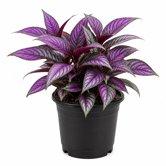 Persian Shield Plant - Single - 4 Inch Pot - Strobilanthes Dyerianus