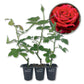 Mr Lincoln Rose Bush - Live Starter Plants - Beautiful Hybrid Tea Rose - Versatile Beauty with Large Red Blooms and Rich Scent