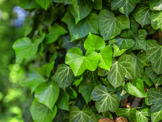 English Ivy Tree - Live Plant in a 6 Inch Pot - Hedera Helix - Stylish Air Purifying Topiary Houseplant Vine