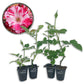 Fourth of July Rose Bush - Live Starter Plants - Beautiful Multicolored Climbing Rose - Strongly Scented Red and White Splashed Blooms