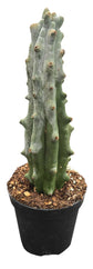 White Boobie Cactus - 1 Live Plant in a 4 Inch Pot - Stenocereus Beneckei - Fun Columnar Sculptural Easy Care Succulent
