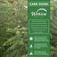 Curry Tree - Sweet Neem - 1 Live Plant in a 4 Inch Growers Pot - Bergera Koenigii - Beautiful Tree with Edible Culinary Leaves for Patio and Garden