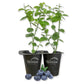 Blueberry Plant - 2 Live Starter Plants - Vaccinium - Edible Fruit Bearing Bush for The Patio and Garden