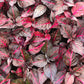 Bloodleaf Plant in Moss Planter – Live Starter Plant in a 4 Inch Decorative Pot - Iresine Herbstii – Kokedama Moss Ball Planter