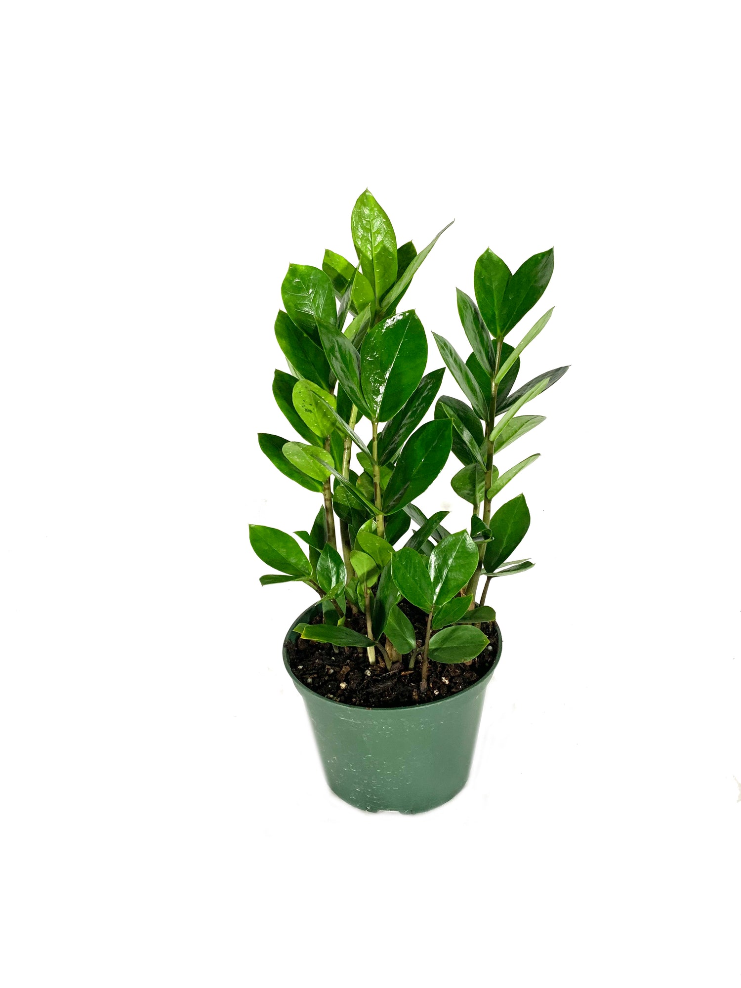 6 inch zz plant ZZ Plant - Live Plant in a 6 Inch Pot - Zamioculcas Zamiifolia