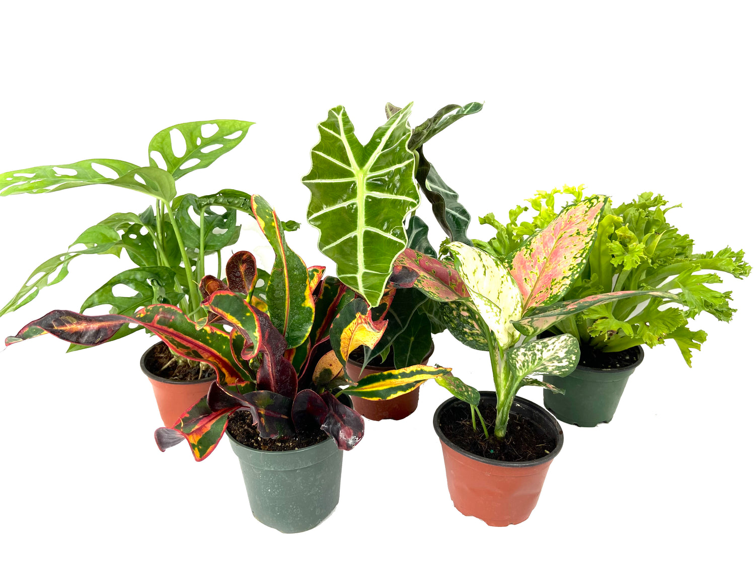 live plants in pots 5 Pack Indoor Houseplant Collection - 5 Live Plants in 4 Inch Pots