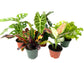 5 Pack Indoor Houseplant Collection - 5 Live Plants in 4 Inch Pots - Grower&