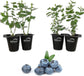 Blueberry Plant - 4 Live Starter Plants - Vaccinium - Edible Fruit Bearing Tree for The Patio and Garden