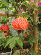 Abutilon Red Tiger Plant - Chinese Lantern - Live Plant in a 10 Inch Pot - Abutilon x Hybridum ‘Red Tiger’ - Beautiful Flowering Butterfly Attracting Tree for The Garden and Patio