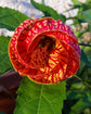 Abutilon Red Tiger Plant - Chinese Lantern - Live Plant in a 10 Inch Pot - Abutilon x Hybridum ‘Red Tiger’ - Beautiful Flowering Butterfly Attracting Tree for The Garden and Patio