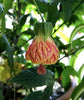 Abutilon Red Tiger Plant - Chinese Lantern - Live Plant in a 10 Inch Pot - Abutilon x Hybridum ‘Red Tiger’ - Beautiful Flowering Butterfly Attracting Tree for The Garden and Patio